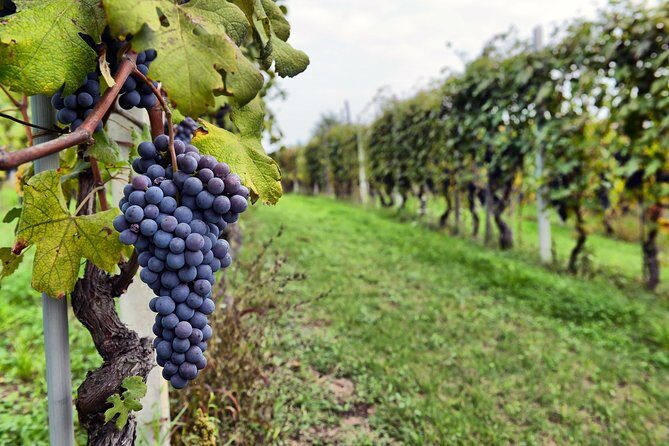 All Inclusive Pompeii, Vesuvius, wine tasting & light lunch - Vesuvius National Park: The Summit Hike and Crater Views