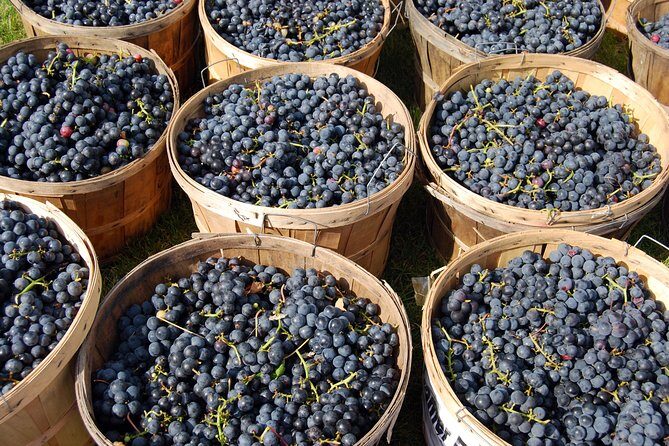 All Inclusive Pompeii, Vesuvius, wine tasting & light lunch - Vineyard Stop at Cantina Del Vesuvio: Lunch and Wine Tasting