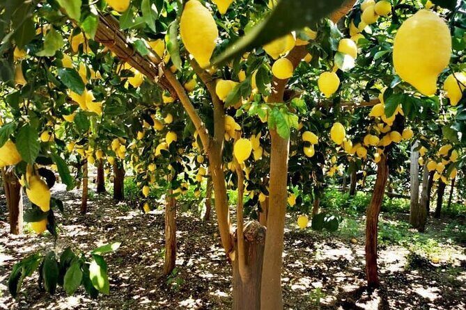Amalfi Coast - Maiori: Path of Lemons Tour with Tasting - Key points before you go