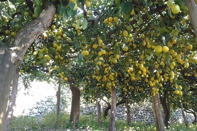 Amalfi Coast - Maiori: Path of Lemons Tour with Tasting - Sfusato tasting: what to expect at the lemon farm stop