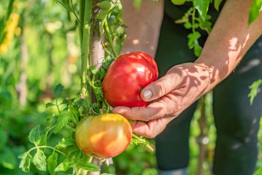 Amalfi Coast: Pizza & Mozzarella Class with Farmhouse visit - Key things that make this Amalfi pizza class worth it