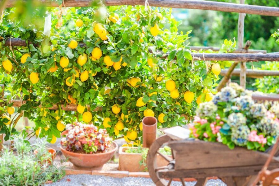 Amalfi: Cooking Class and Farmhouse Visit With Meal - Vegetarian Option (and the Limits on Dietary Changes)