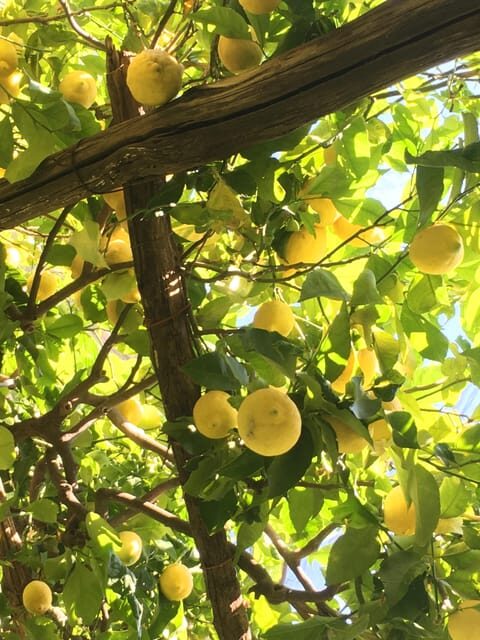 Amalfi Organic Lemon Tour & Tasting in the Historical Garden - Key highlights you should know