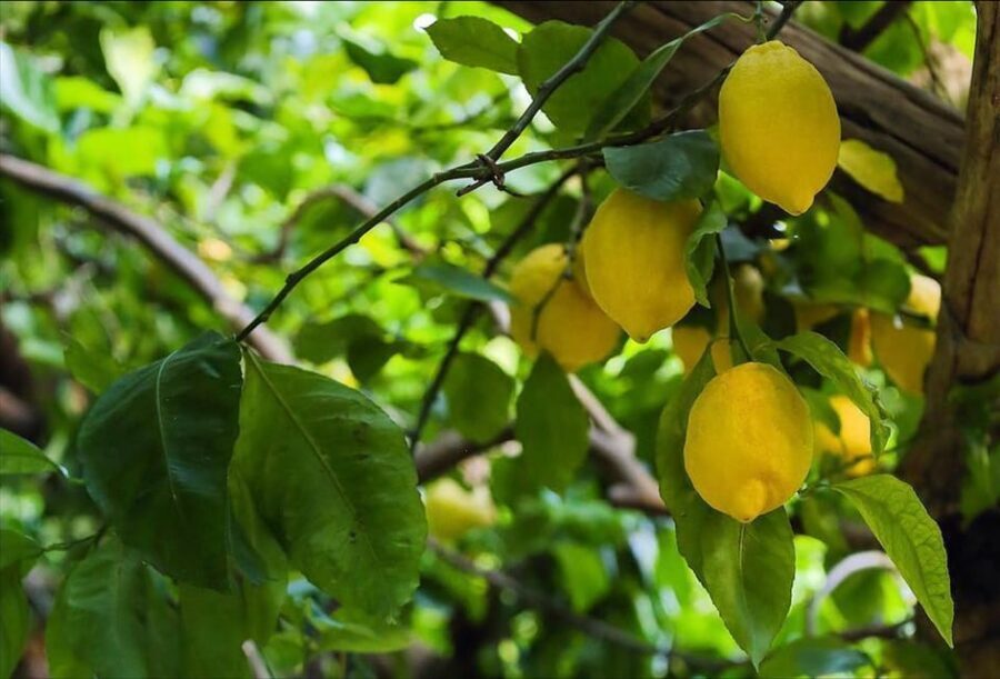 Amalfi Organic Lemon Tour & Tasting in the Historical Garden - The tastings: lemonade, lemon cake, and limoncello that tastes like the farm