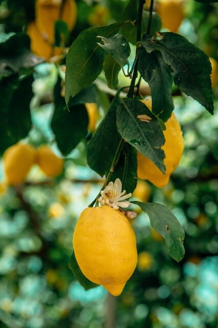 Amalfi: Vertical Lemon Farm Tour, Tastings, and Rural Museum - Meet the Family Behind the Grove (and hear the real farming story)