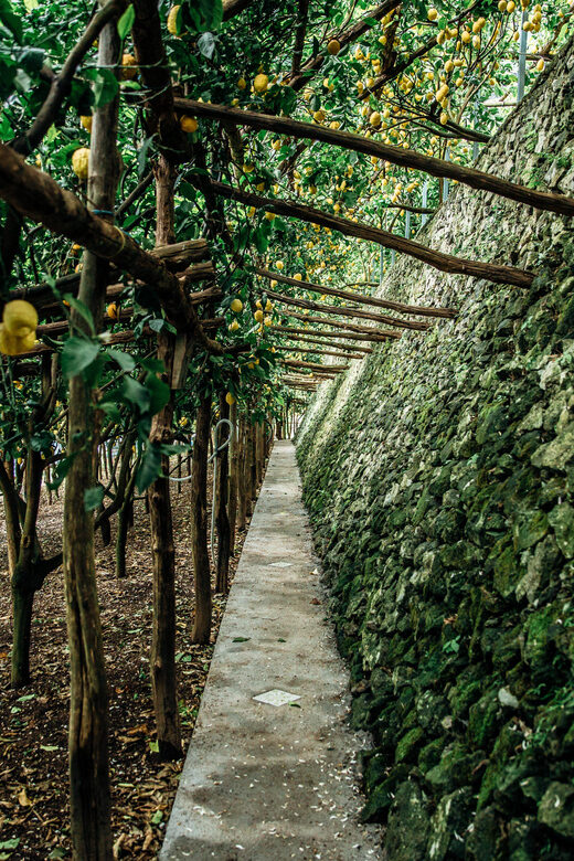 Amalfi: Vertical Lemon Farm Tour, Tastings, and Rural Museum - Tastings That Actually Match What You Just Saw