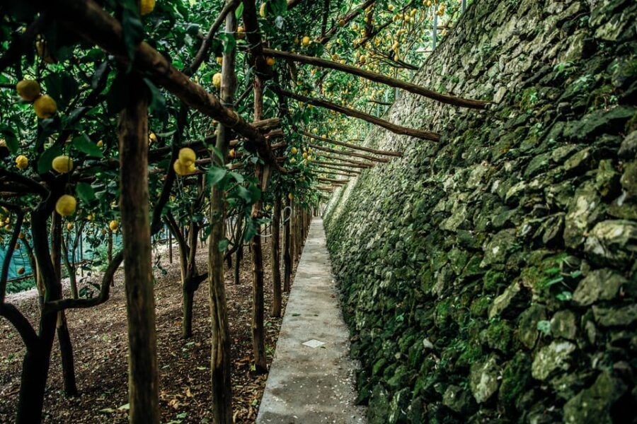 Amalfi: Vertical Lemon Farm Tour, Tastings, and Rural Museum - Limoncello Lab Visit: From Fruit to Signature Spirit