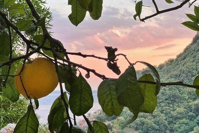 Authentic Amalfi Lemon Tour & Tasting in the Historical Garden - What You Learn While You Walk the Terraced Lemons