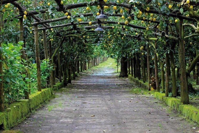 Backroads & Limoncello Experience: Sorrento E-Bike Tour - What’s included (and what you should plan for)