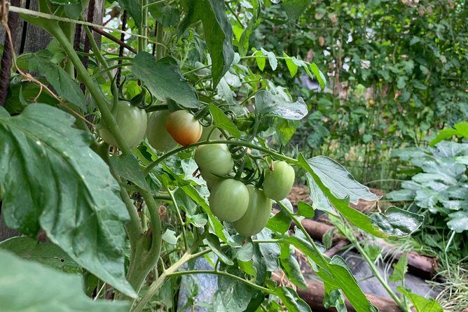 Cook and Eat in a Citrus Grove in Sorrento - Practical Tips to Get the Most Out of Your Cooking Session