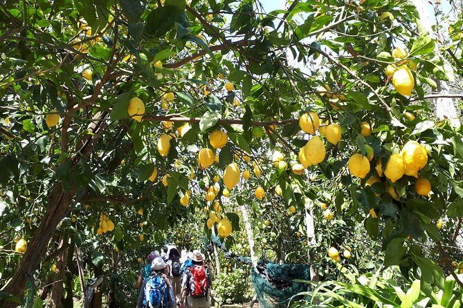 DISCOVER SORRENTO, food &Walking tour . Lemons-cheese&olive oil - Should You Book Discover Sorrento: Lemons–Cheese–Olive Oil?