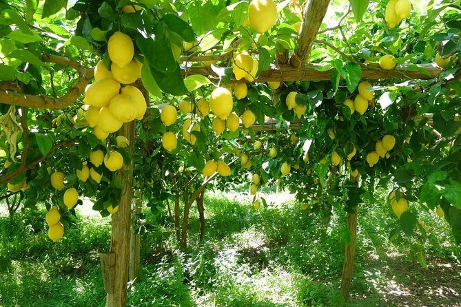 Discover Sorrento with food tasting and walking Tour - Via Santa Maria della Pietà: narrow streets, real atmosphere