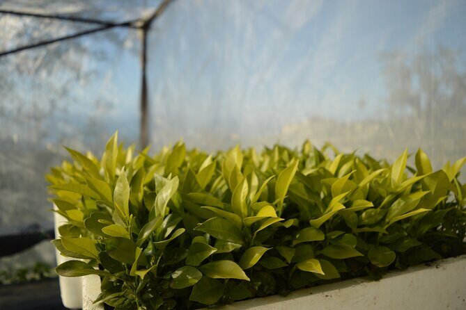 Discovery Tour of Sorrento Lemon in Massa Lubrense - How the 2-hour tour flows, from Santa Maria meeting to the pergola stroll