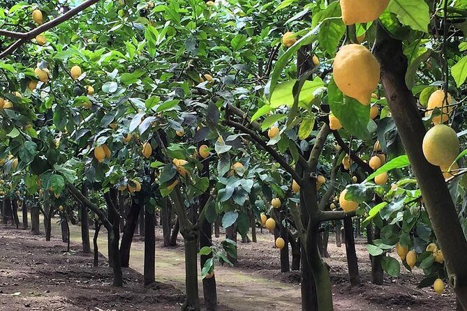 E-Bike Food and Wine Tour in the Sorrento Peninsula - What you’ll drink and eat: the tasting lineup, decoded