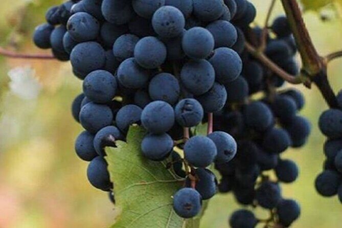 Farm-to-Table Experience: Olive Oil, Garden Tour & Nonna’s Lunch - Stop 1: Sorrento Charter & Villas Flavor Warm-Up