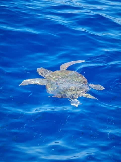 From Sorrento: Capri Boat Tour with Blue Grotto Visit - Capri free time: getting value from your roughly three hours