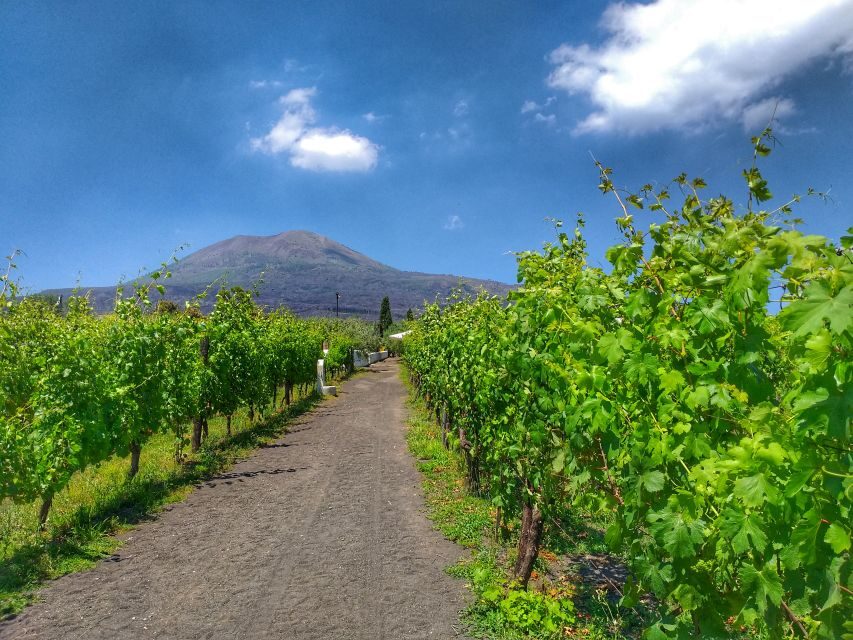 From Sorrento: Mount Vesuvius Tour with Lunch & Wine Tasting - Key things I’d zero in on