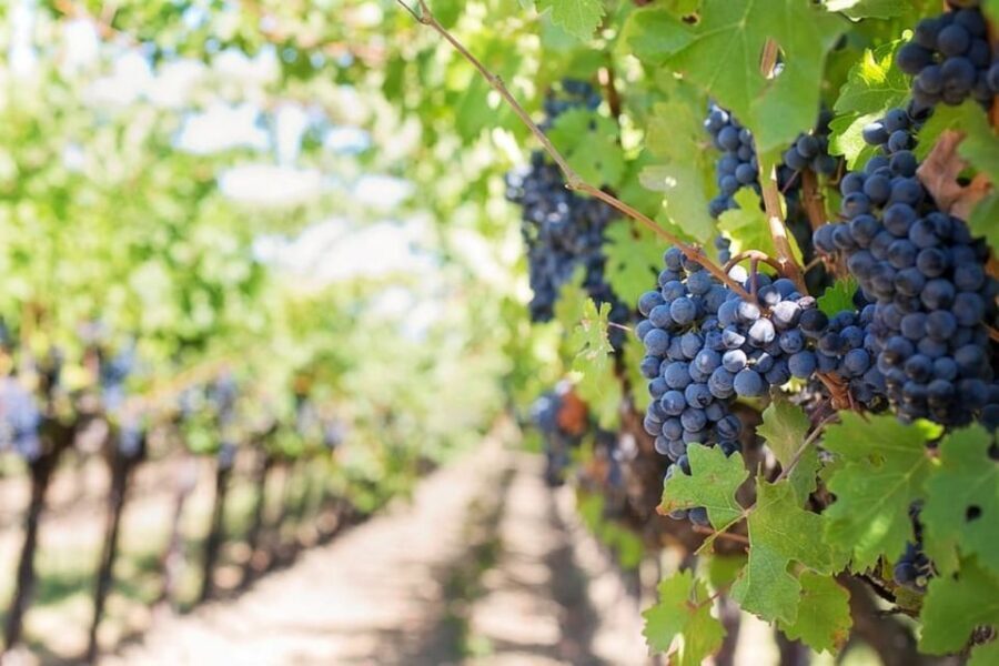 From Sorrento: Pompeii & Mt. Vesuvius Tour with Lunch & Wine - Timing, total day length, and why 8 hours can feel longer