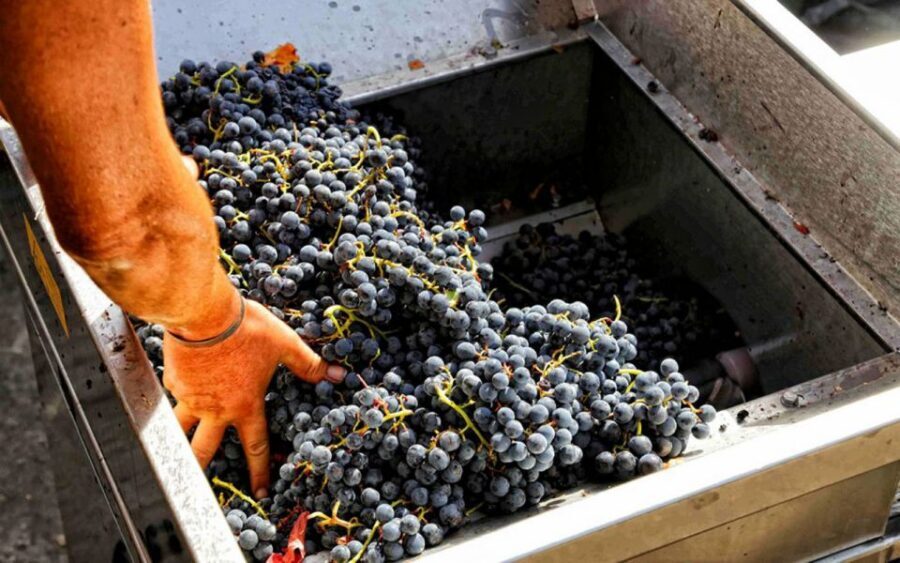From Sorrento: Winery Tour, Tasting & Lunch - The vineyard tour and wine tasting: short and focused on tasting