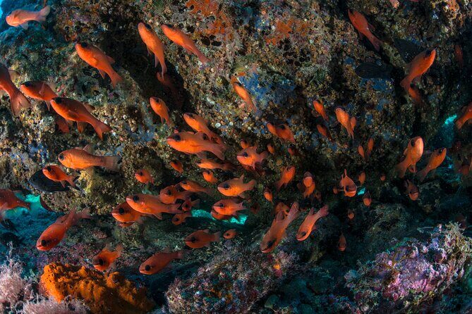 Guided diving for beginners without certification from Sorrento - Second underwater session: controlled practice at 12 meters and more sightings