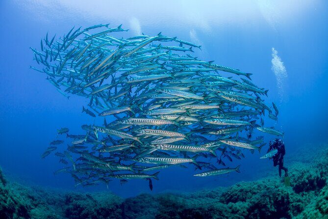 Guided diving for beginners without certification from Sorrento - The boat ride on a rubber dinghy: short, scenic, and close to the action