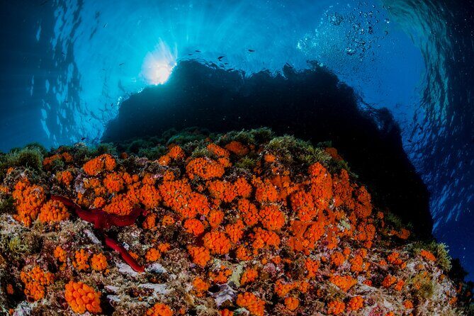 Guided diving for beginners without certification from Sorrento - Instructor quality: why names like Filippo and Alessandra matter