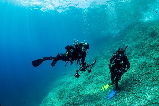 Guided diving for beginners without certification from Sorrento - What marine life you can realistically hope to see