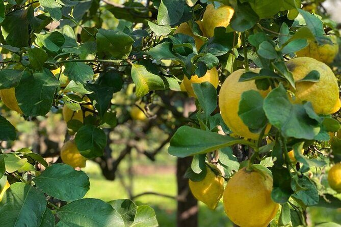 Guided tour of a historic lemon grove in Sorrento - Key things that make this lemon grove visit worth your time