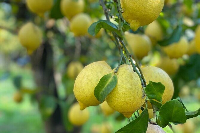 Guided tour of a historic lemon grove in Sorrento - Snacks and lemon products: what you’re actually tasting