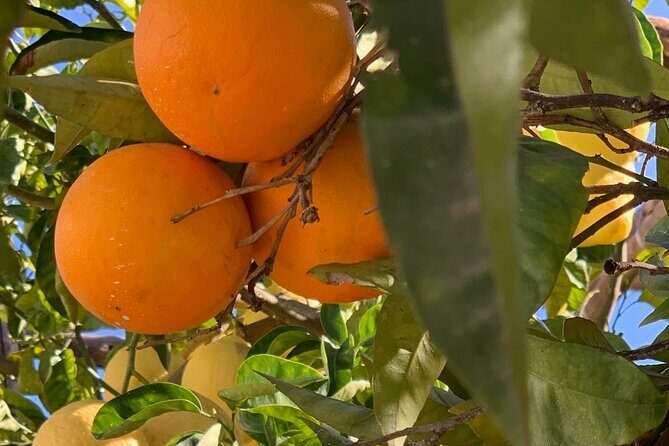 Guided tour of a historic lemon grove in Sorrento - Price and value: is $48.27 worth it?