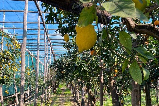 Guided tour of a historic lemon grove in Sorrento - Who this tour fits best (and who should skip it)