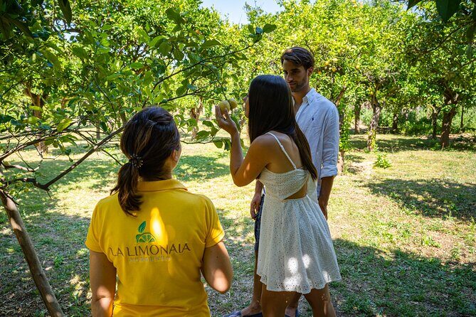 Guided tour of a historic lemon grove in Sorrento - Practical tips: show up ready for the grove