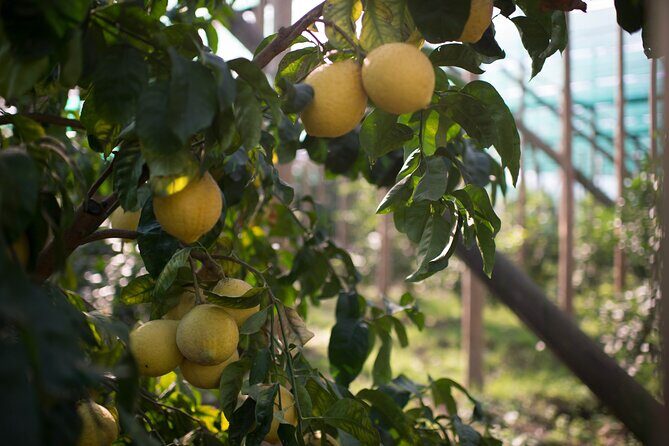 Guided tour of the history and tradition of the Sorrento lemon - Guide Pia: the kind of person who makes details stick