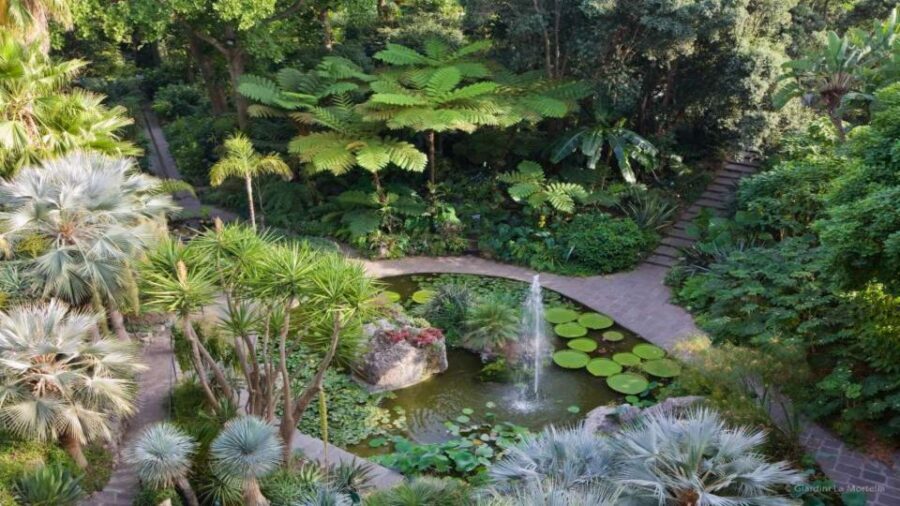 Ischia and Mortella Gardens Full-Day Tour from Sorrento - Sorrento to Ischia by hydrofoil: a fast start with sea views