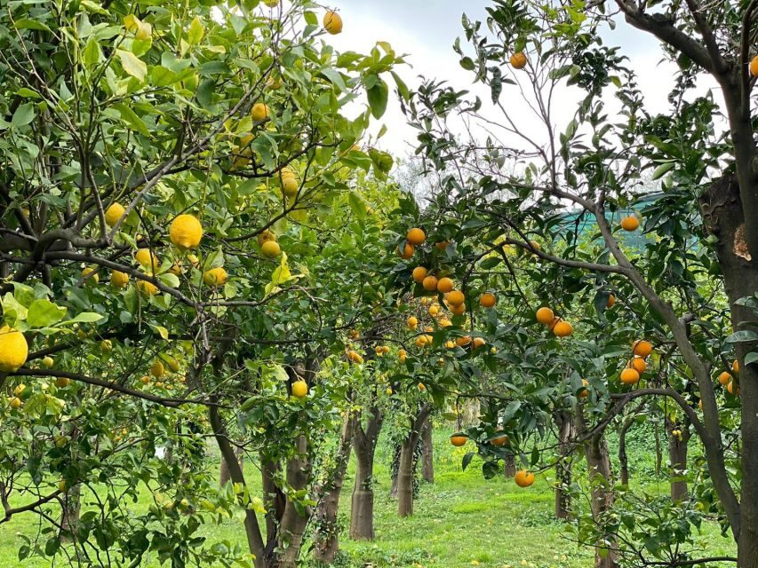 Lemon Tour with Lunch/Dinner - Price and value: is $97 per person worth it?
