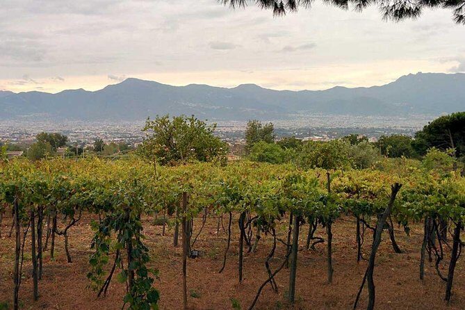 Pompeii & Vesuvius with Lunch & Wine Tasting from Positano - Winery lunch at Vigna delle Rose (Casa Setaro): what to expect from the wine