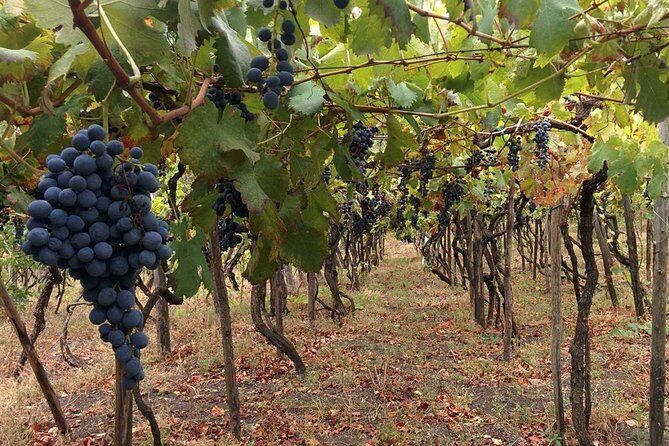 Pompeii & Vesuvius with Wine Tasting from the Coast - Vigna delle Rose (Casa Setaro): wine tasting in a UNESCO biosphere zone