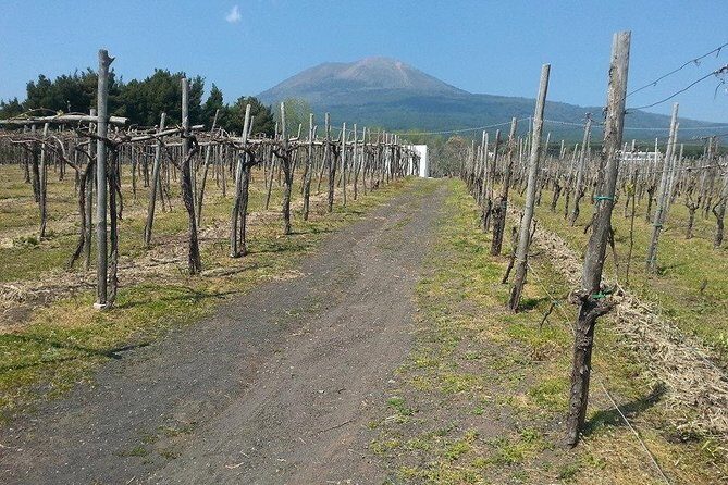Pompeii-Wine tasting tour from Sorrento, licensed guide included - Pompeii Highlights in a 2-Hour Window (and What Might Feel Tight)