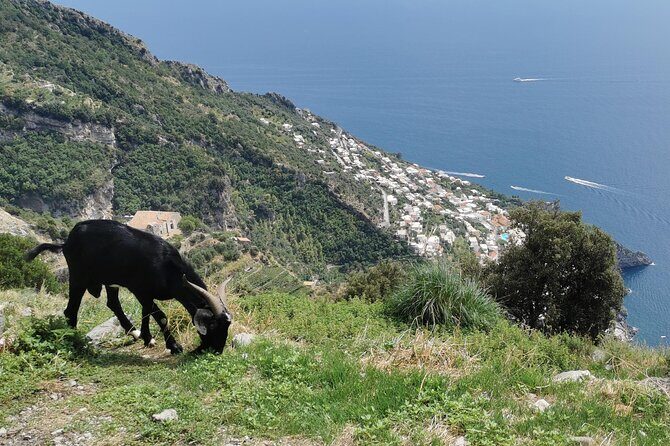 Private Guided Tour to the Path of the Gods - Half day - Timing, weather, and cancellations: keep your schedule flexible