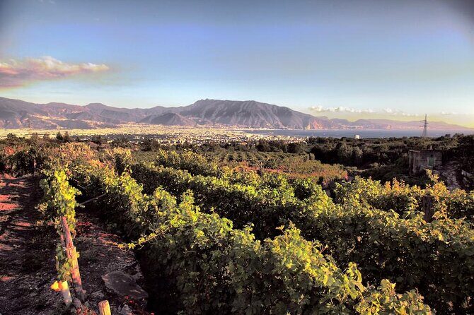 Private Tour in Pompeii Ruins and Pompeii City Center Winery - Stop 2: Boscotrecase winery tour, vineyard walk, and lunch with 5 wines