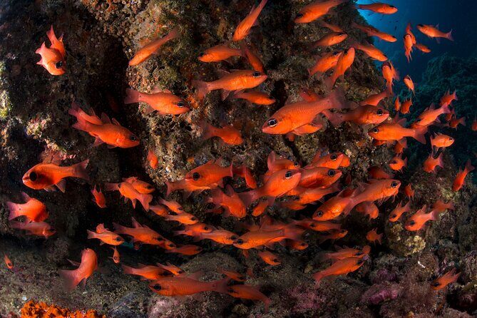 Snorkeling with Marine Biologist Expert from Sorrento - The Coast You’re Targeting: Limestone, Caves, and Protected Waters