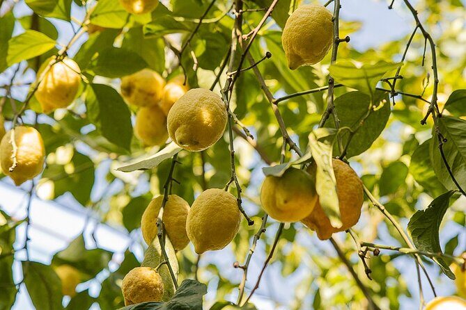 Sorrento Ape Tour, Lemon Garden, Mozzarella Show & Pizza Class - Lunch vibes without a long lunch: cheese, oil, wine, and time to breathe