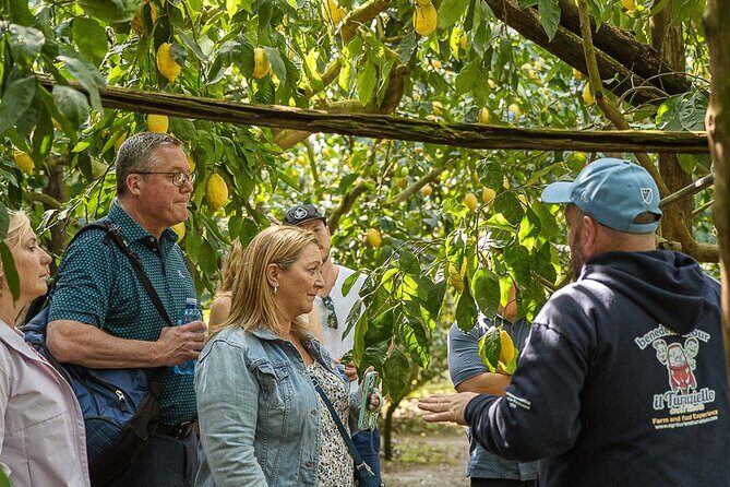 Sorrento Ape Tour, Lemon Garden, Mozzarella Show & Pizza Class - Meeting point and how the tour flows through Sorrento