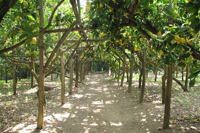 Sorrento Farm and Food Experience including Olive Oil, Limoncello, Wine tasting - Getting From Central Sorrento to La Masseria Farm (Without the Headache)