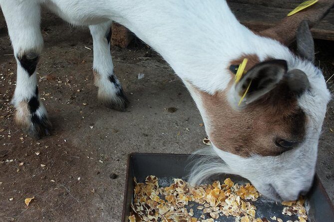 Sorrento Farm and Food Experience including Olive Oil, Limoncello, Wine tasting - Olive Oil and Limoncello Tastings: What You’re Really Paying For