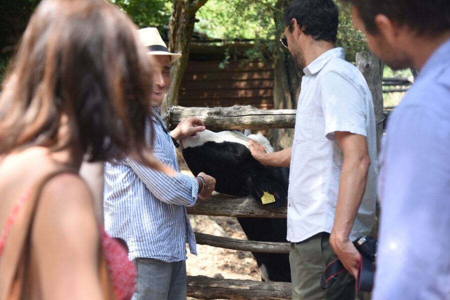 Sorrento: Farm Tour with Cheese Tasting & Pizza Making Class - Limoncello, Wine, and the Drinks Part of the Story