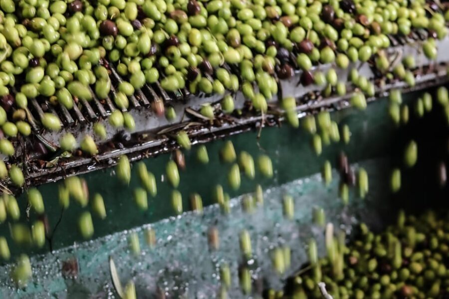 Sorrento: Guided Olive Mill Visit with Tastings - Olive groves and a guided mill walk in Sorrento
