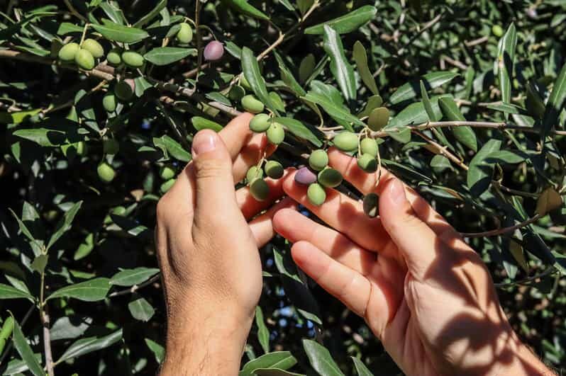 Sorrento: Guided Olive Mill Visit with Tastings - Frantoio Gargiulo and the guided visit: what you’re actually seeing