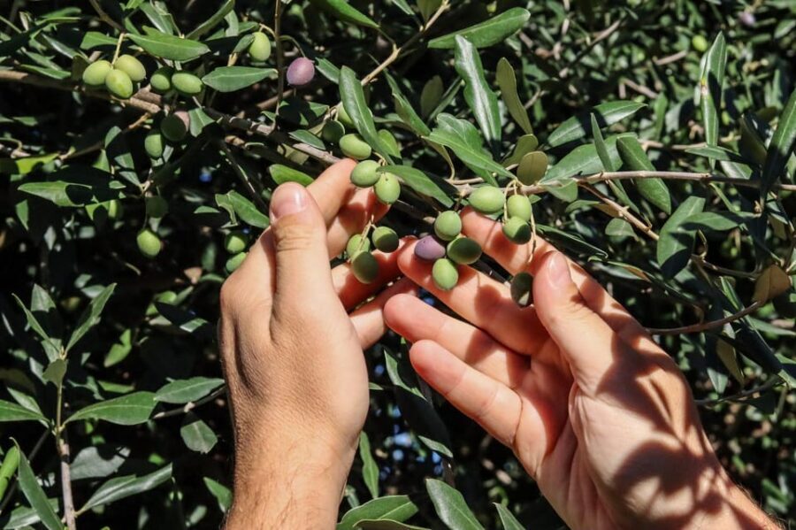Sorrento: Guided Olive Mill Visit with Tastings - Price and value for about $50 per person