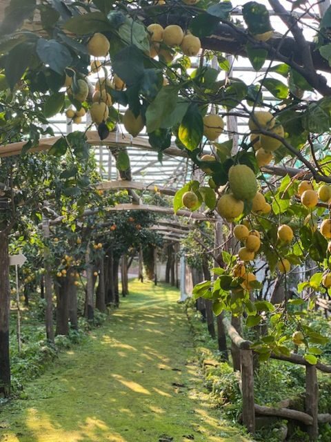 Sorrento: Lemon Garden Tour with Marmalade Tasting - Lemon Garden Tour Basics: Why this is a smart Sorrento choice